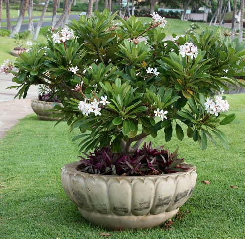 Champa Flower plant in garden