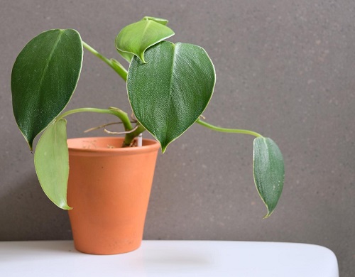 How to Grow Philodendron Rugosum