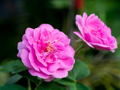 Best Miniature Rose Varieties 16