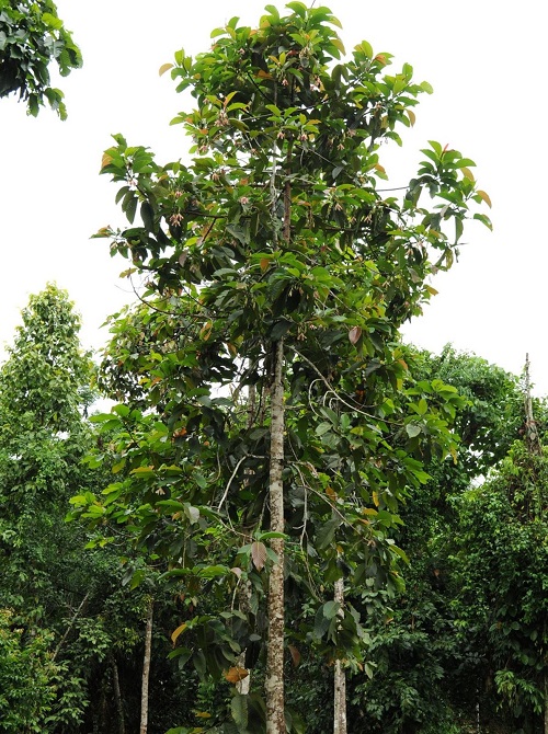 State Tree of Assam and How to Grow it