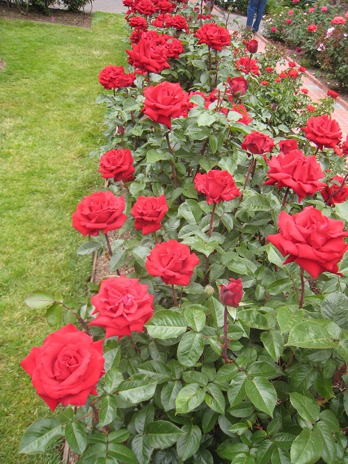 Best Miniature Rose Varieties 2