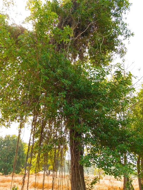 State Tree of Punjab