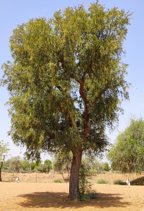 State Tree of Rajasthan 