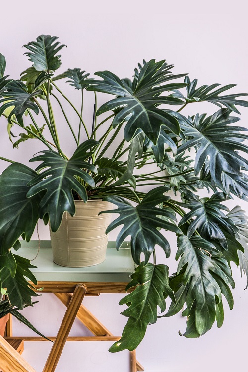 Best Philodendrons 10