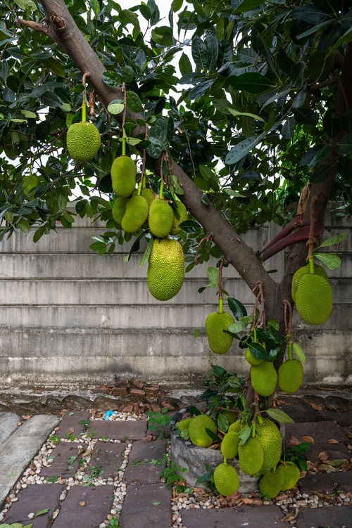 State Fruit of Kerala