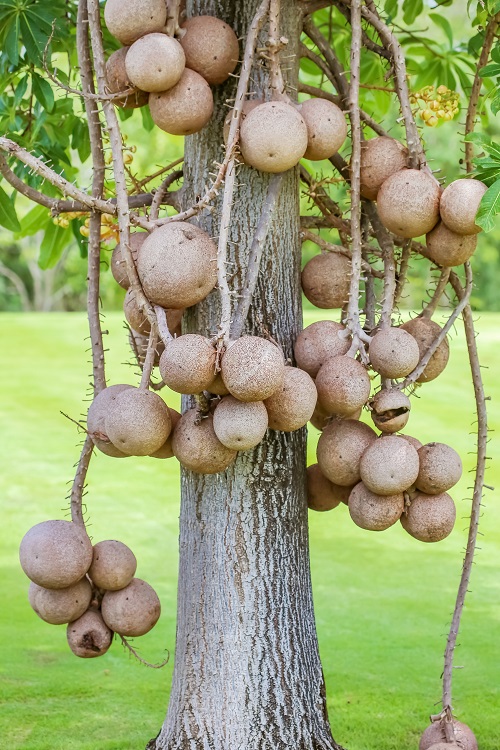 Kabit Fruit