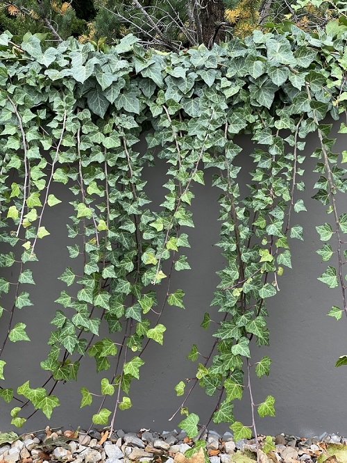 Growing Creeper Plants in India 3