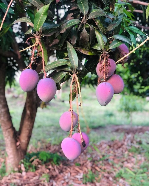 Grow Miyazaki Mango Plant in India