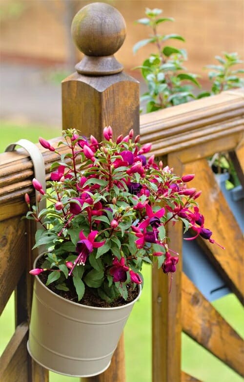 Flower Plants That Are Best for Balconies   2