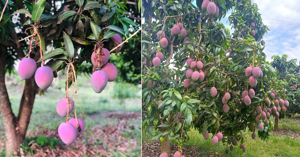 How to Grow Miyazaki Mango Plant in India • India Gardening