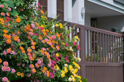 India's Finest Flower Plants for Balconies   
