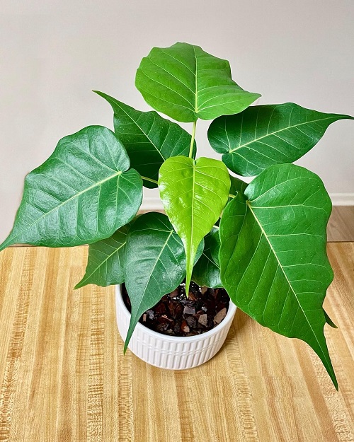 Best Big Leaf Indoor Plants to Grow in India