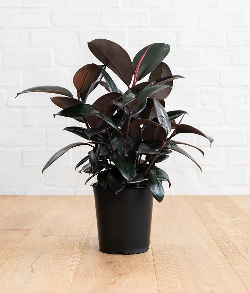  Black Rubber Plant 