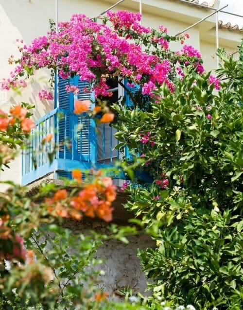 Best Flower Plants for Balcony 