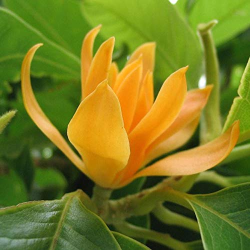 Top Flowering Plants of Kerala
