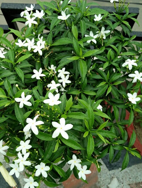 Kerala's Best Blooming Plants 1