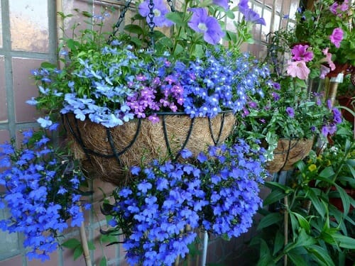 Best Flower Plants for Balcony 30