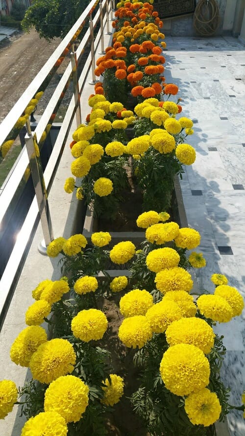 Best Flower Plants for Balcony 2