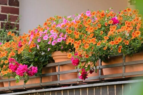 Best Flower Plants for Balcony 10