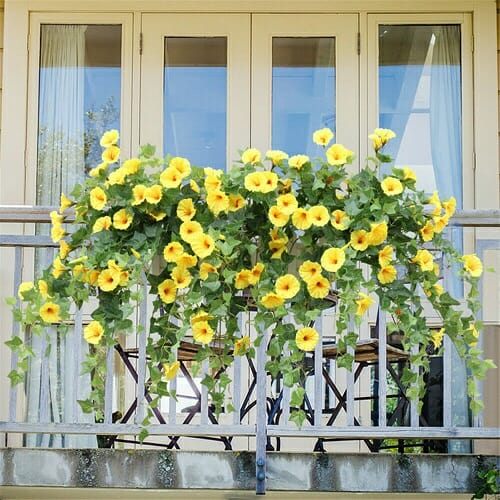 Best Flower Plants for Balcony 3