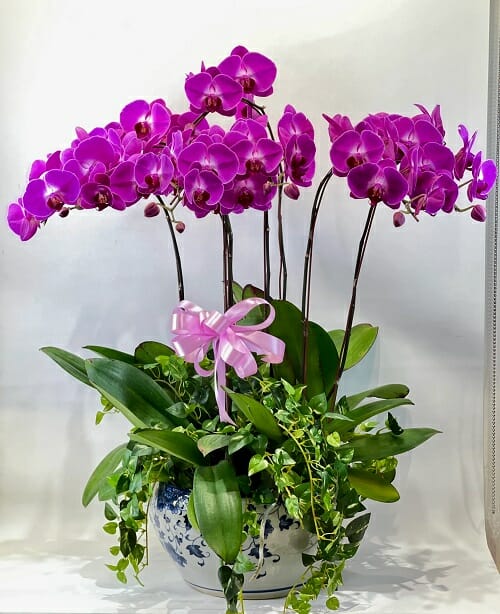 Orchid Petals 2