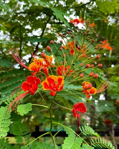 TopFlowering Plants of Kerala 1
