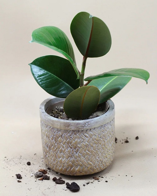 Different Types of Rubber Plants