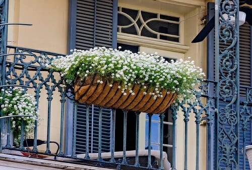 Best Flower Plants for Balcony 20