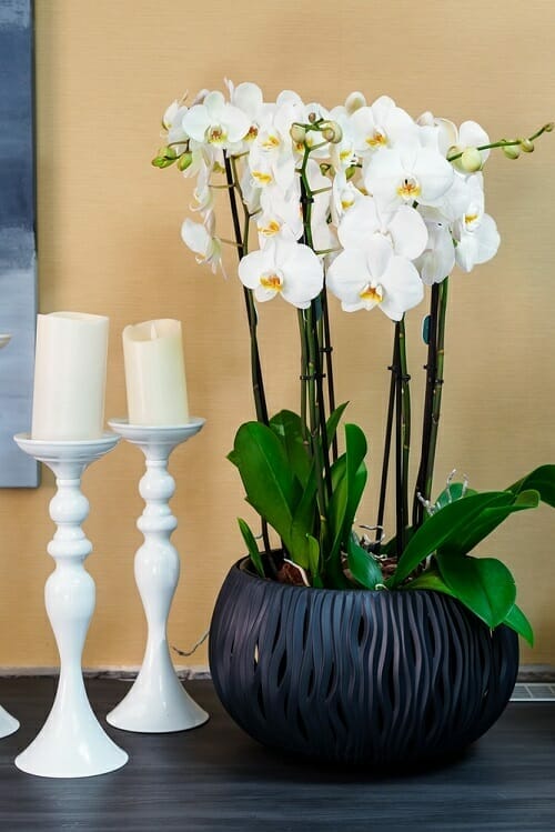 White Orchid Flowers