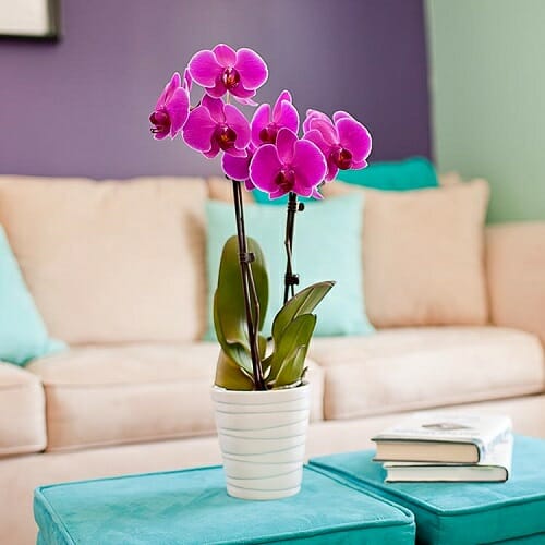 Orchid indoor plants
