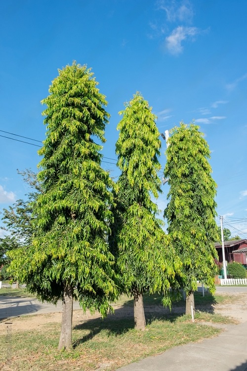 best Outdoor Trees for Home in India 3