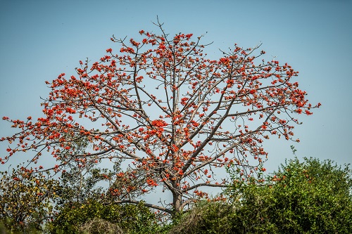 Fast Growing Trees in India 14