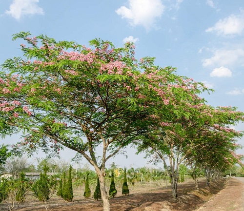 Fast Growing Trees in India 15