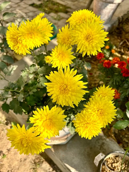 Chrysanthemum in pot