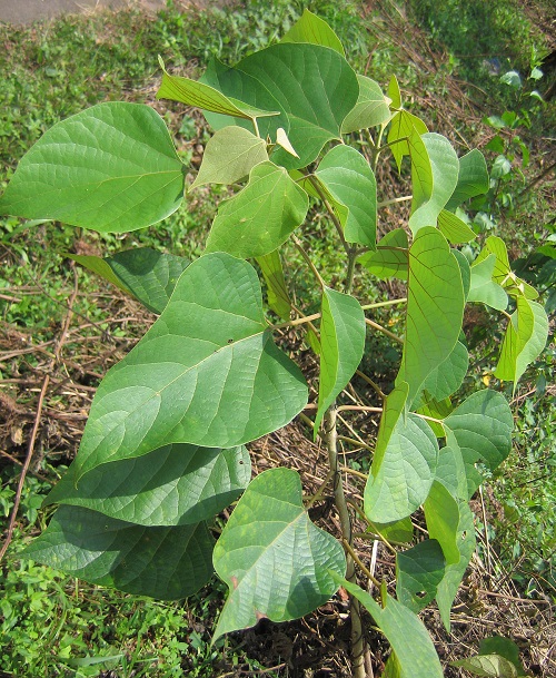 Gmelina Arborea 2