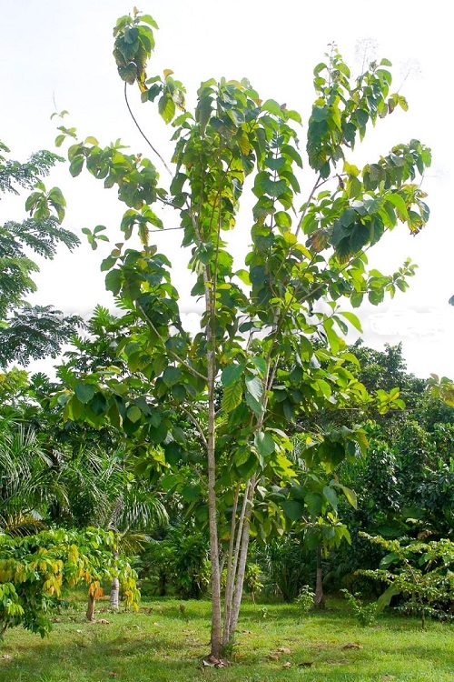 Gmelina Arborea