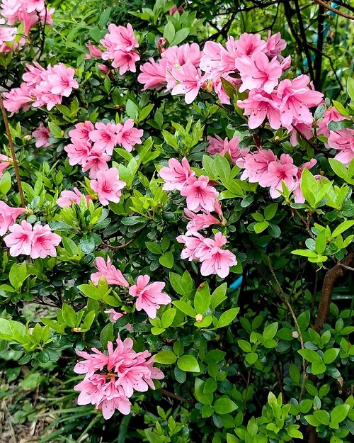 Rhododendron Indicum 2