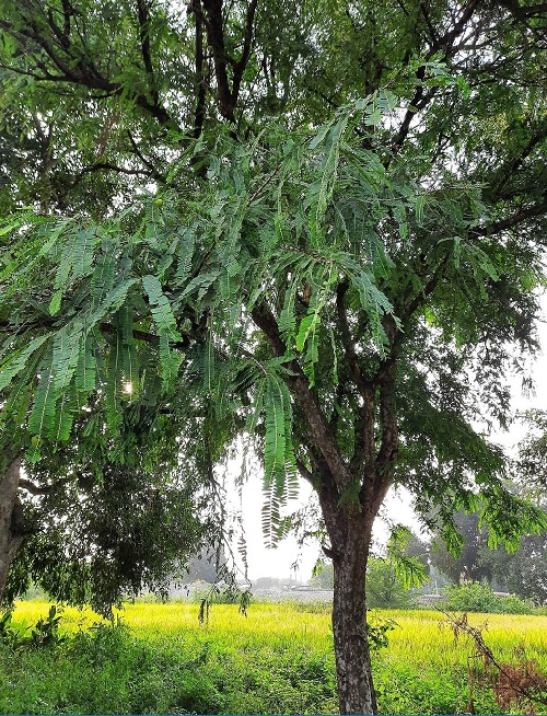 Fast Growing Trees in India 13