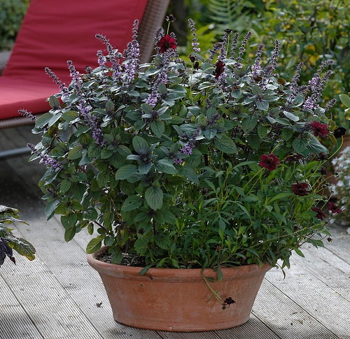 Holly Basil in terracota pot Aromatic plant