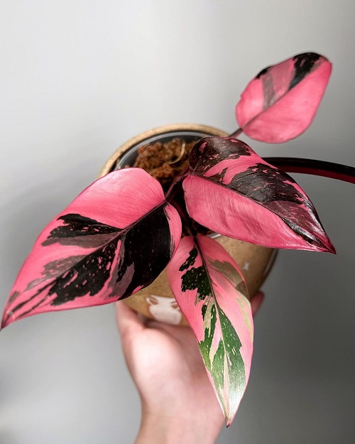 Pink Princess Philodendron 2