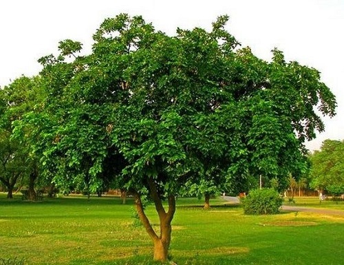 Fast Growing Trees in India 16