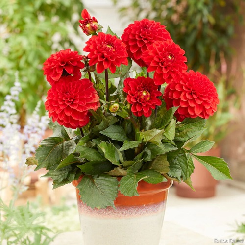 Red Dahlia Flowers 2
