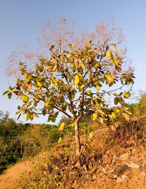 Fast Growing Trees in India 6