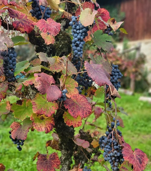 Best Grapes Season in India