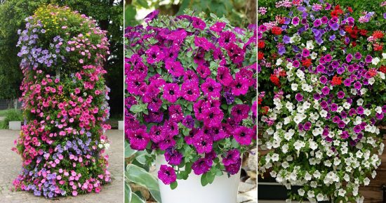 What is the Best Petunia Flower Season in India • India Gardening
