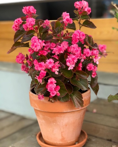 Begonia pink flower plant in terracotta pot