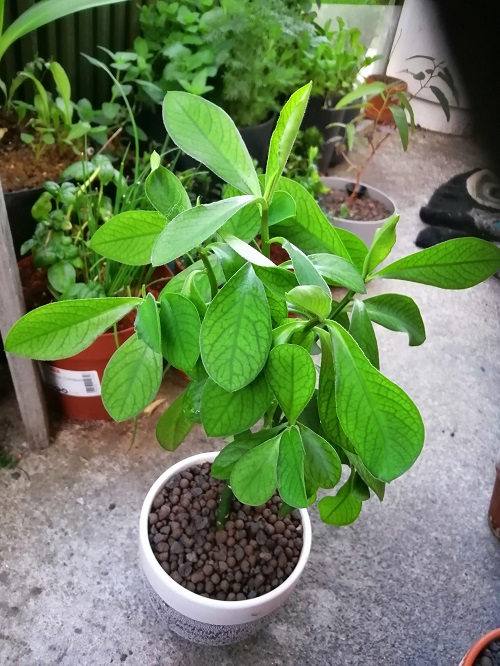 Euphorbia grantii 2