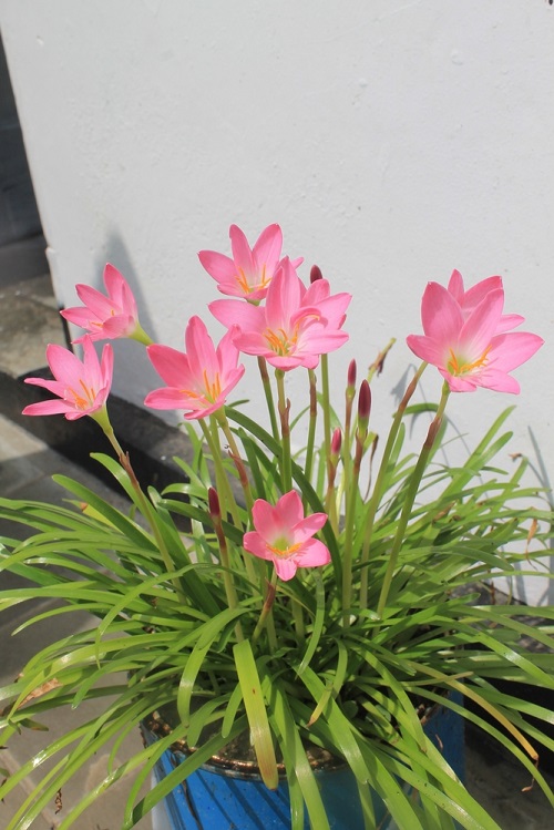Pink Rain Lily 2