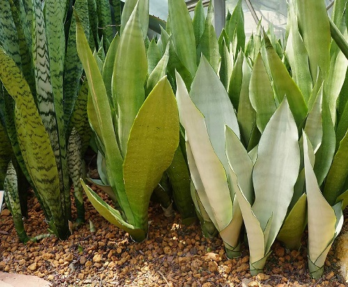 Desert Plants 4