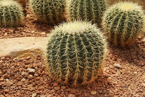 Desert Plants 6